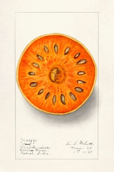 Bael (Aegle Marmelos) (1909) Ellen. poster