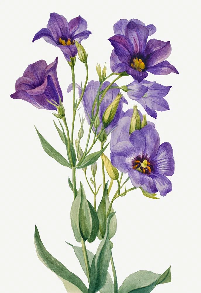 Eustoma russelianum (1930) Mary Vaux. poster — botanical art