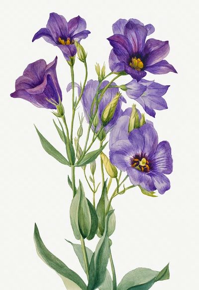 Eustoma russelianum (1930) Mary Vaux. poster