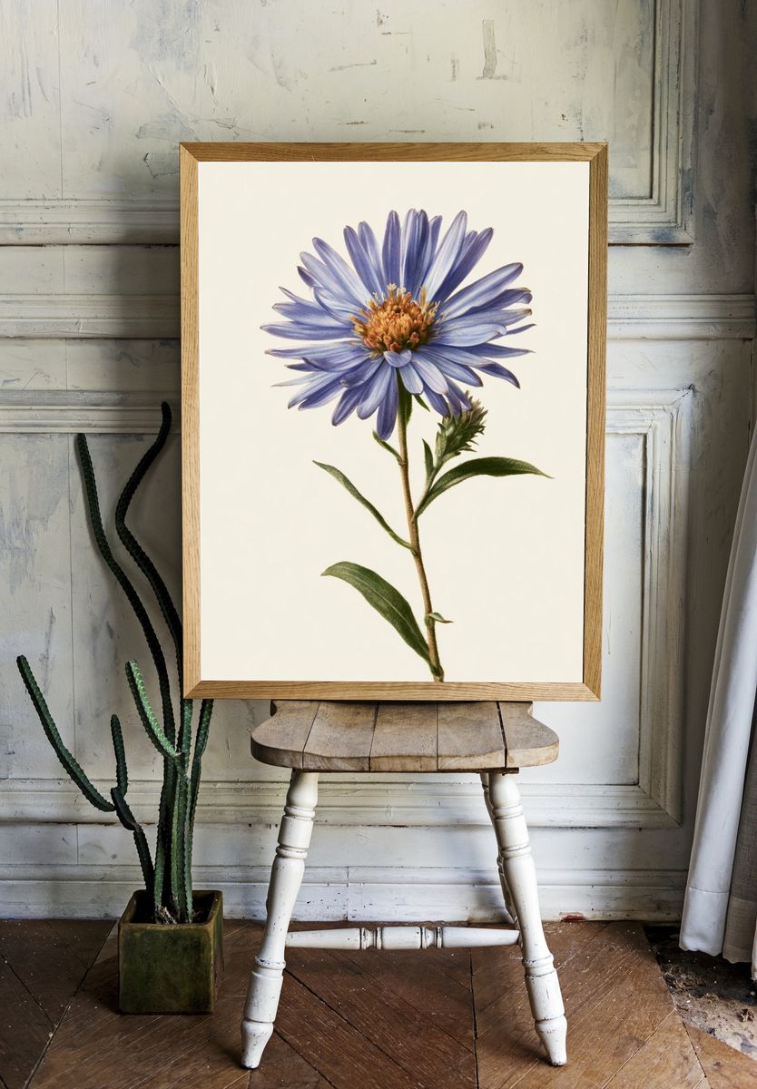 Blue Aster Botanical Print. — room view 1