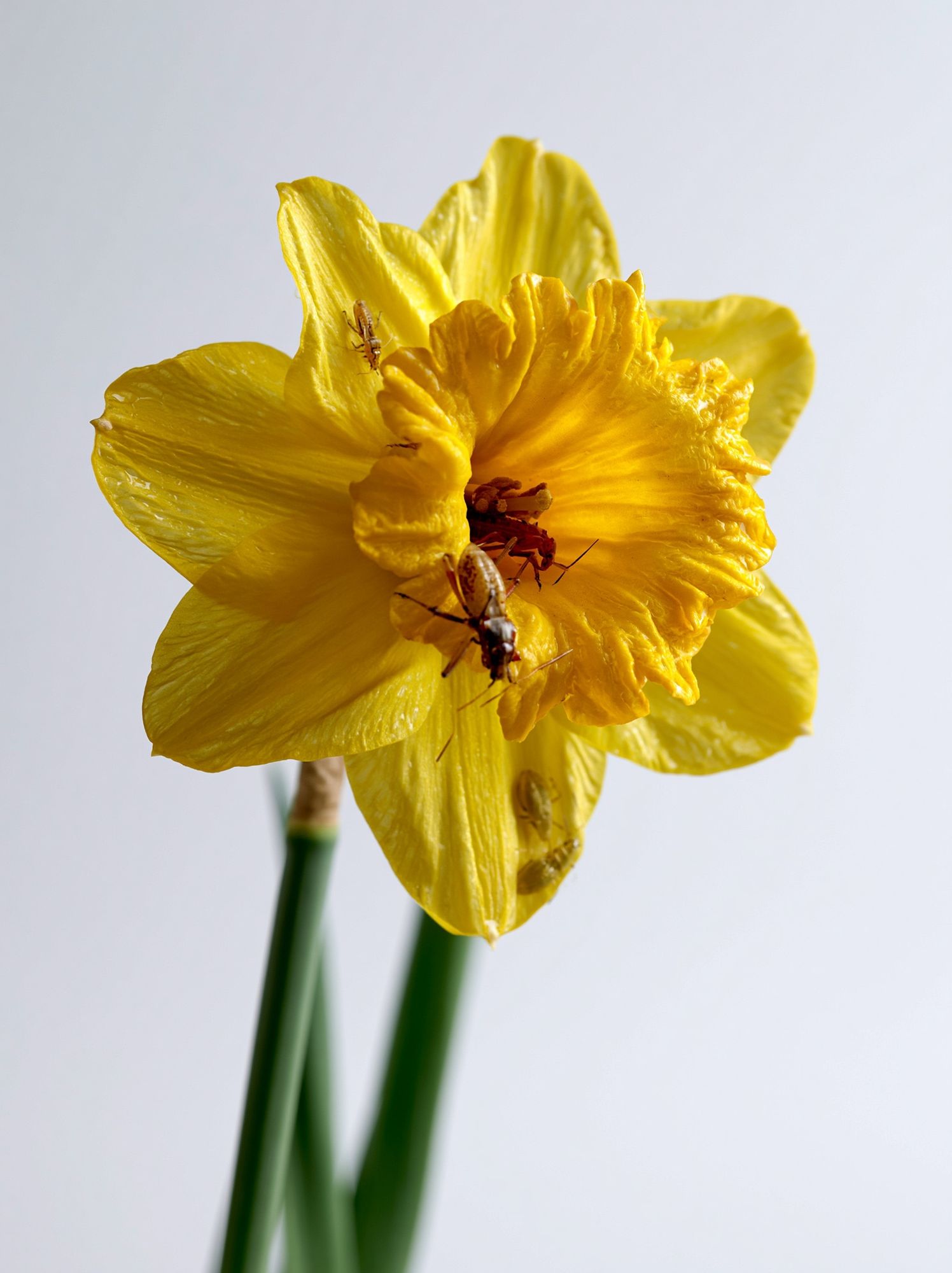 Yellow Daffodil Macro Photography Poster. poster detail