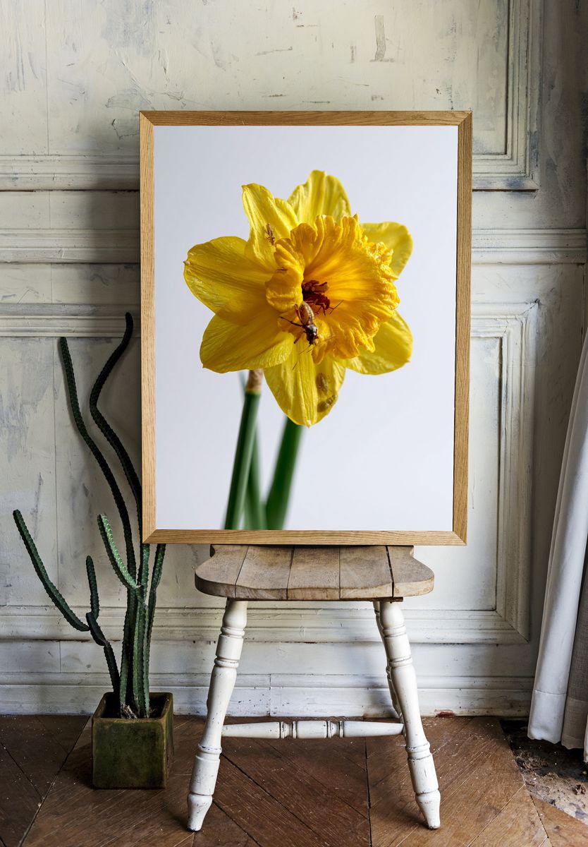 Yellow Daffodil Macro Photography Poster. room preview