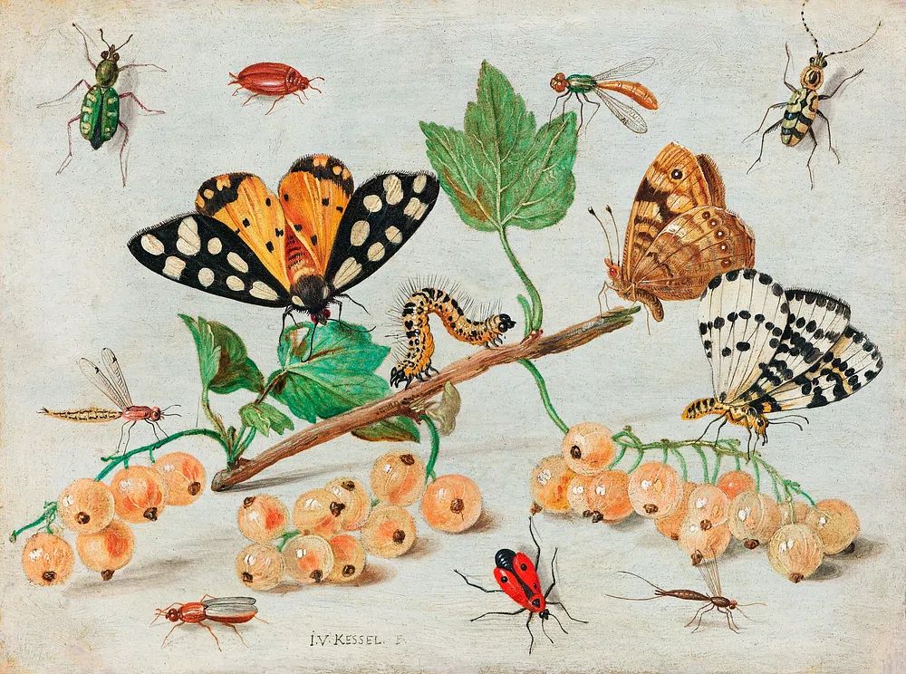 Insects Fruits (1660–1665) Jan van. poster — botanical art