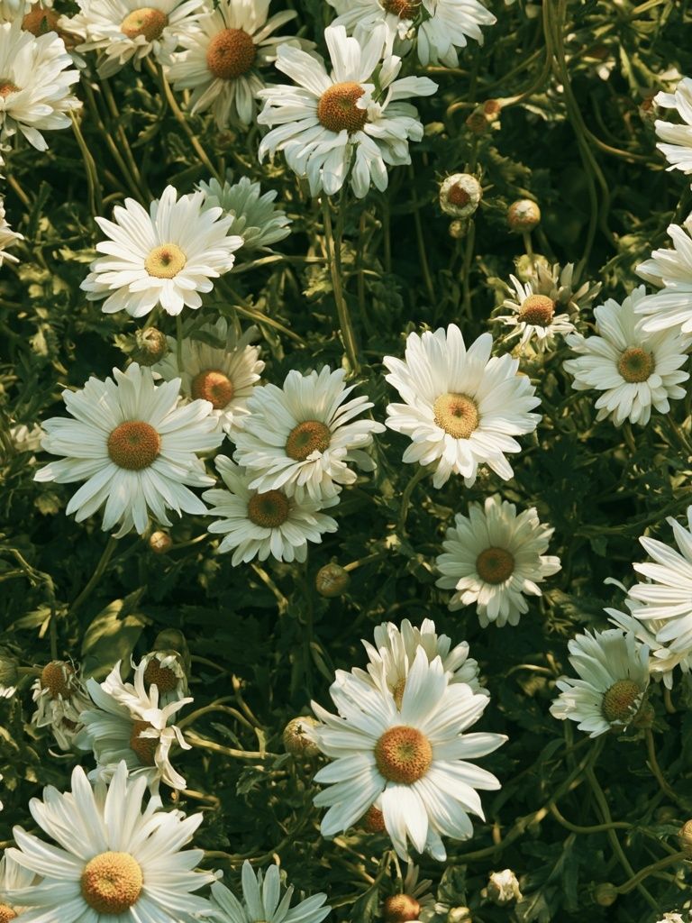 Wild Daisy Meadow Botanical Print. poster — botanical art