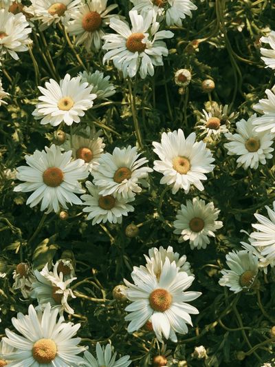 Wild Daisy Meadow Botanical Print. poster