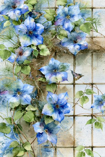 Blue Clematis Watercolor Print.