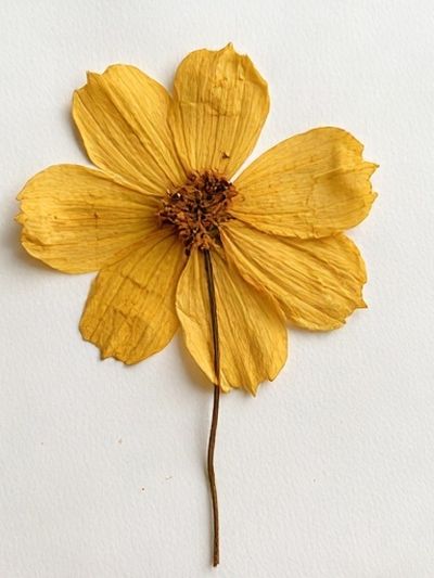 Pressed Yellow Flower Botanical Print.