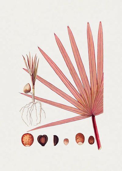 Hand drawn red latan palm.