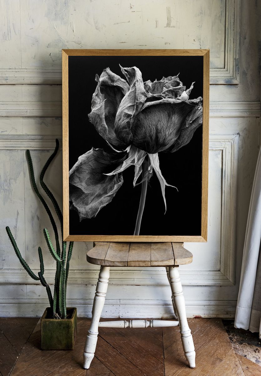 Withered Rose Black-White Print. room preview