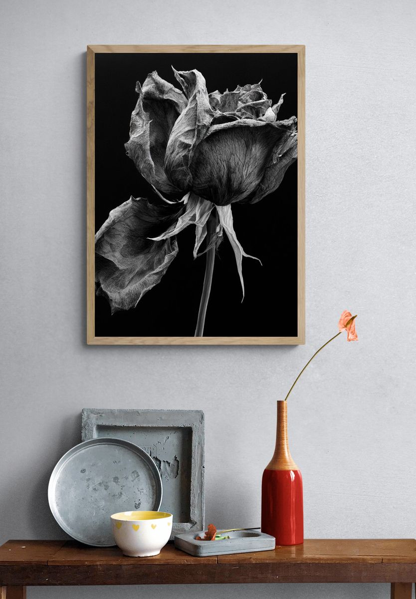 Withered Rose Black-White Print. — room view 3