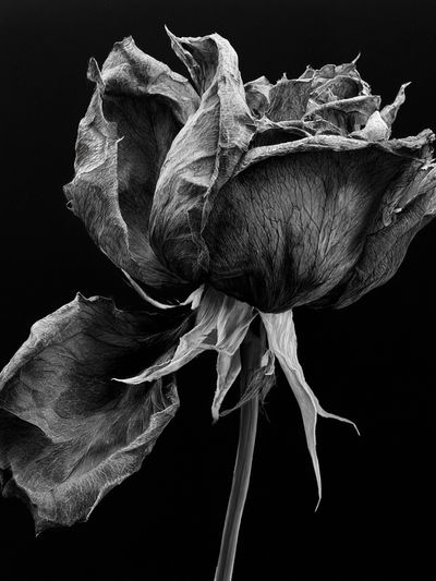 Withered Rose Black-White Print. poster