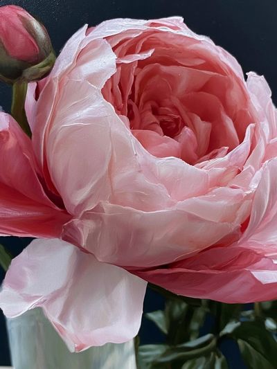 Pink Peony Bloom Botanical Print.