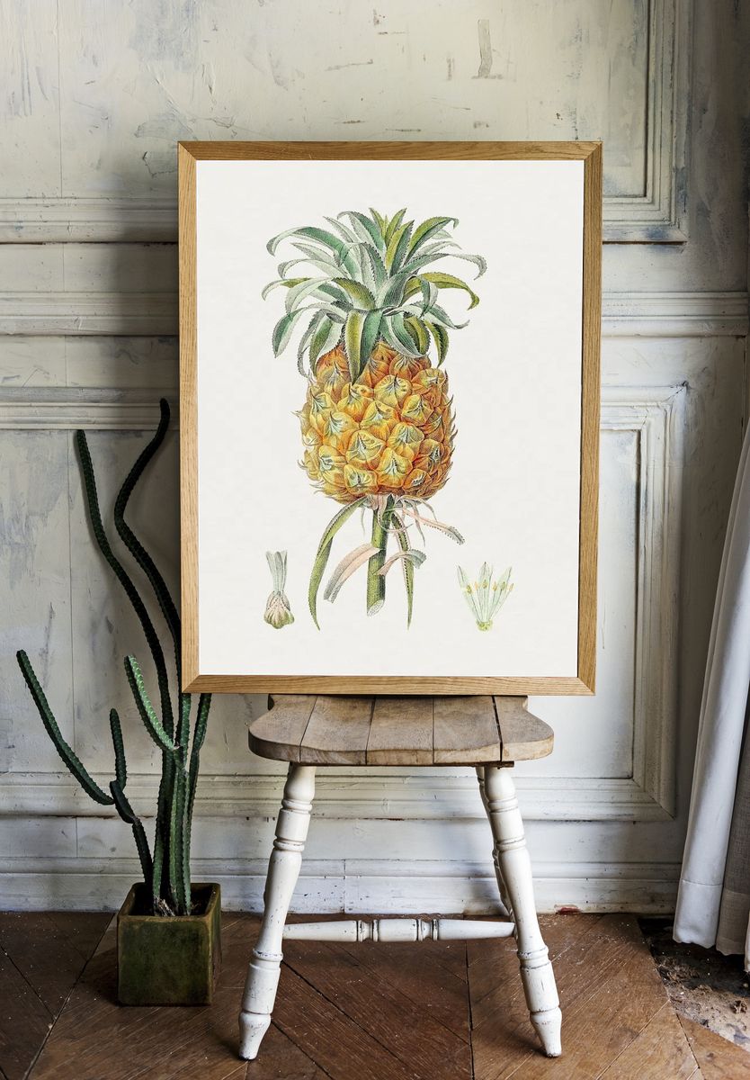 Hand drawn pineapple. Original Biodiversity. room preview