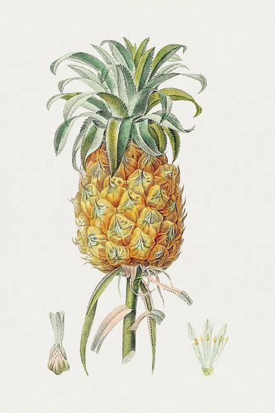Hand drawn pineapple. Original Biodiversity.