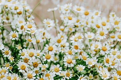 White flower desktop wallpaper, daisy. poster print