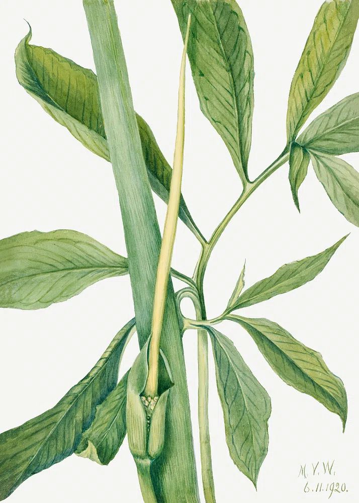 Greendragon (Arisaema dracontium) (1920) Mary. poster detail