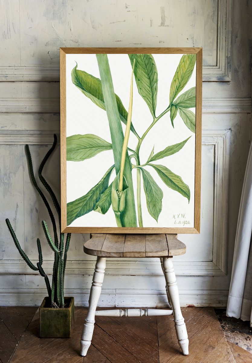 Greendragon (Arisaema dracontium) (1920) Mary. — room view 1
