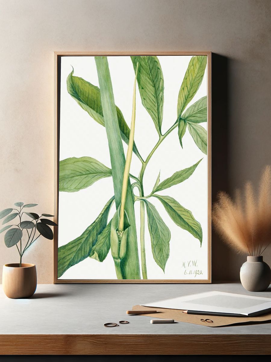 Greendragon (Arisaema dracontium) (1920) Mary. — room view 2