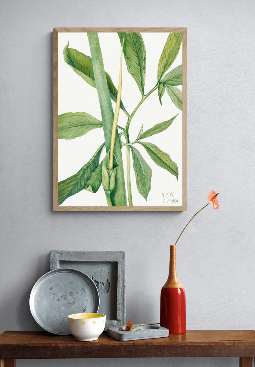 Greendragon (Arisaema dracontium) (1920) Mary. — room view 3