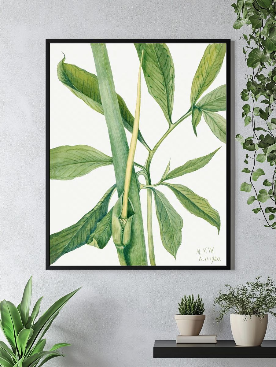Greendragon (Arisaema dracontium) (1920) Mary. — room view 4