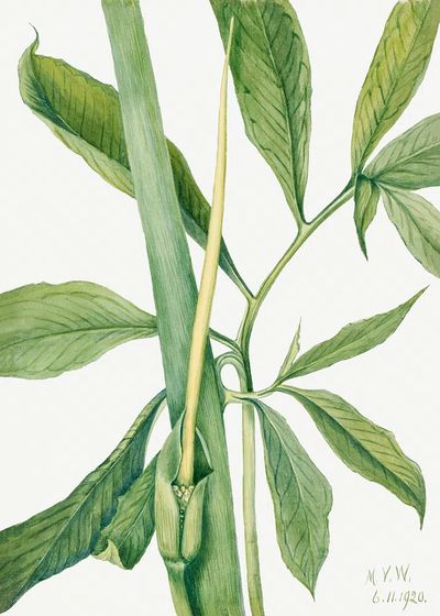 Greendragon (Arisaema dracontium) (1920) Mary. poster print