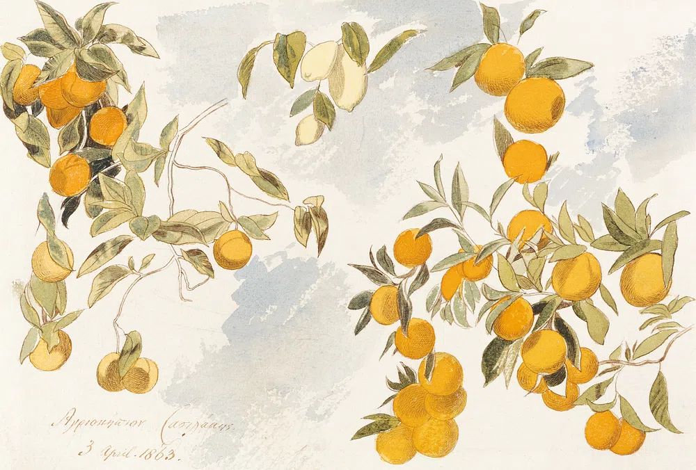 Fruit tree (1863) watercolor Edward. poster detail