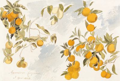 Fruit tree (1863) watercolor Edward. poster
