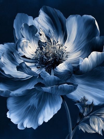 Blue Anemone Botanical Print. poster