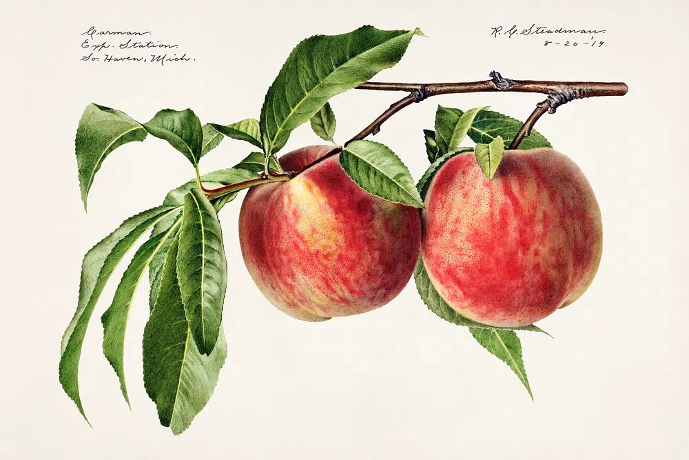 Peaches (Prunus Persica) (1919) Royal. poster — botanical art