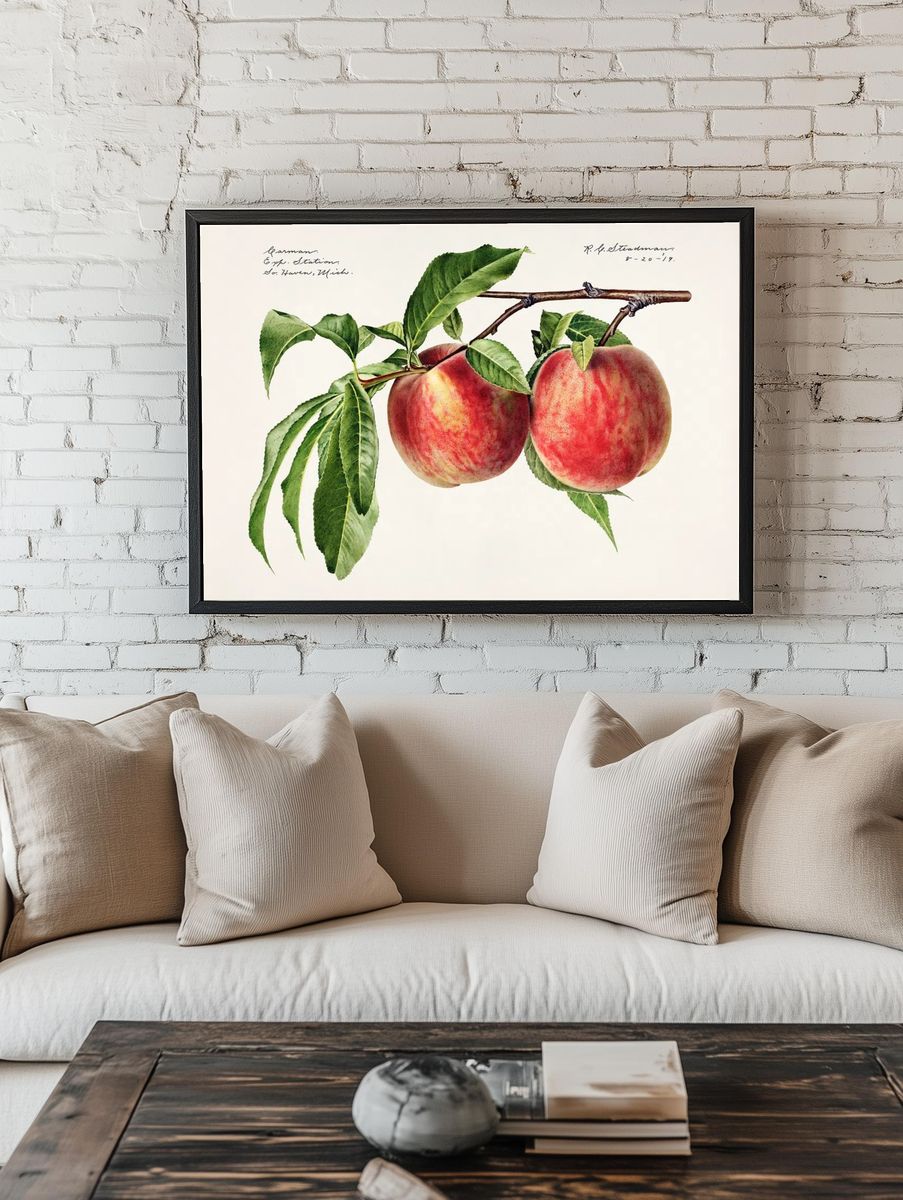 Peaches (Prunus Persica) (1919) Royal. room preview