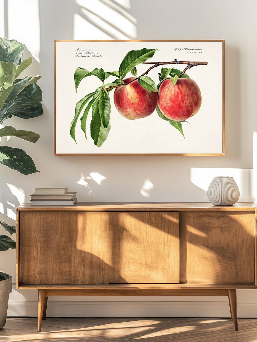 Peaches (Prunus Persica) (1919) Royal. — room view 3