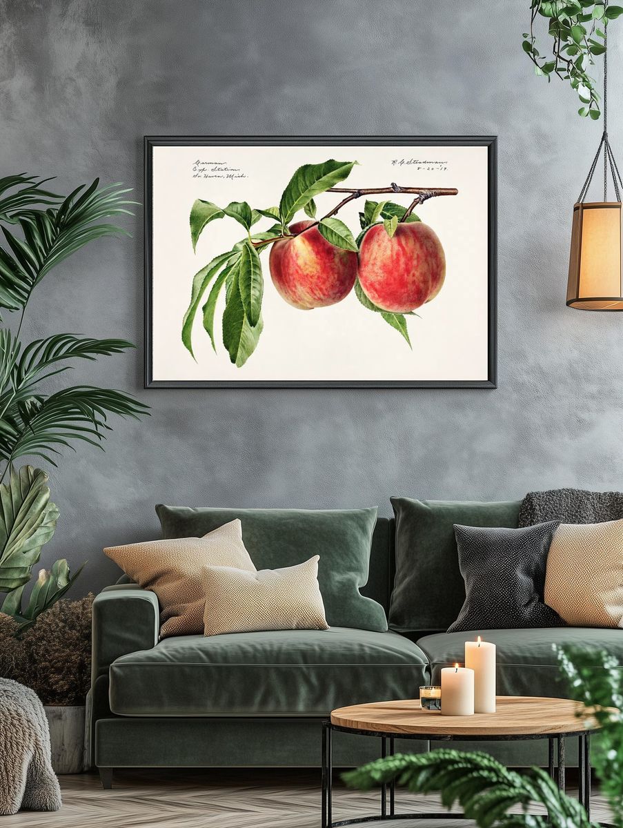 Peaches (Prunus Persica) (1919) Royal. — room view 4