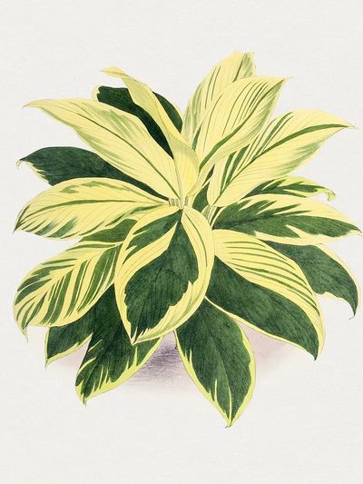 Hand drawn dracaena plant. Original.