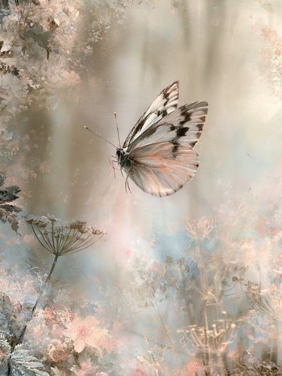 Butterfly Meadow Illustration Poster.