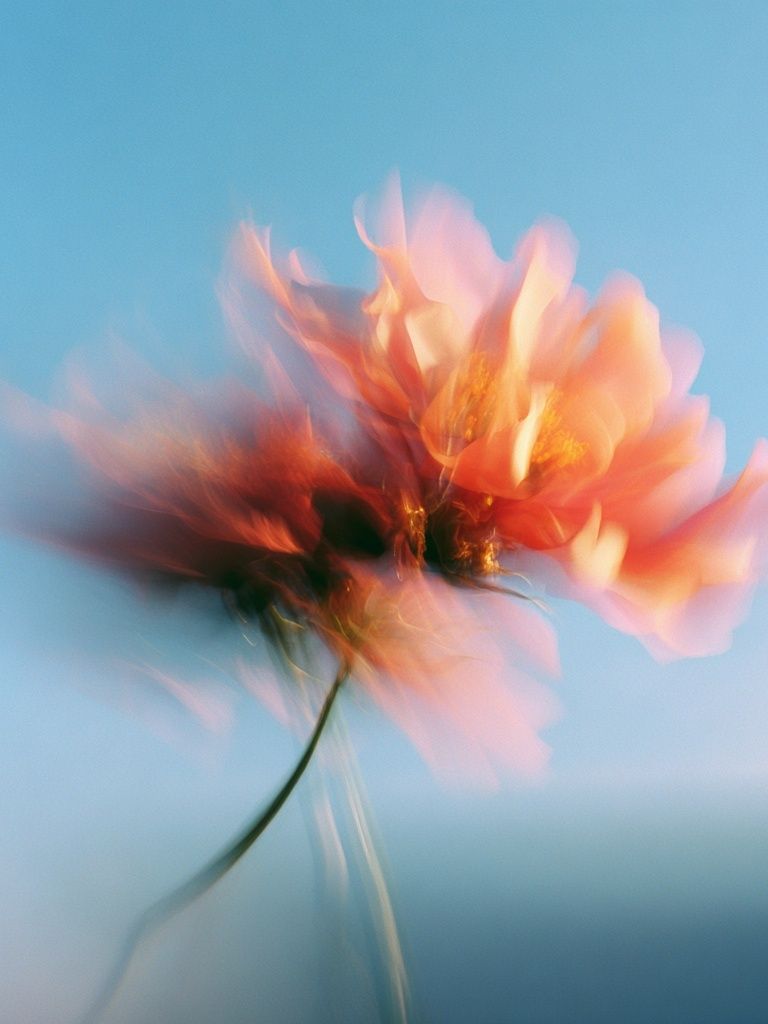 Blurred Flower Abstract Print. poster detail