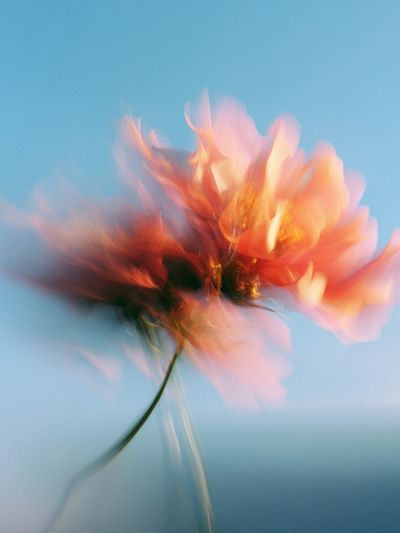 Blurred Flower Abstract Print. poster