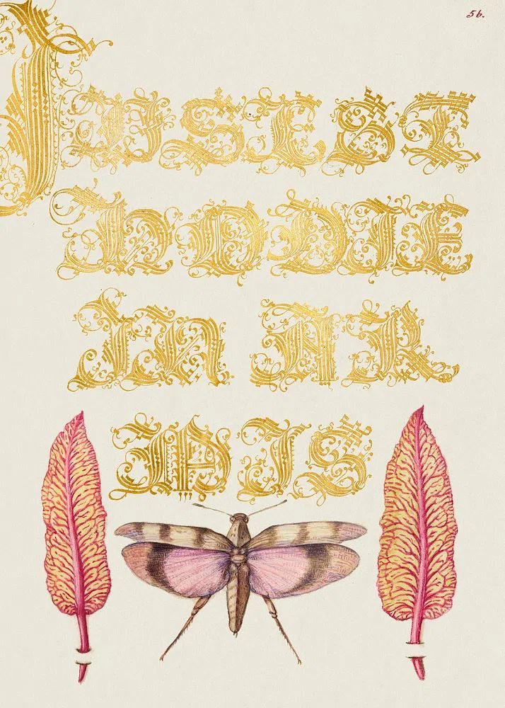 Chard Leaves Red Winged Grasshopper. poster detail