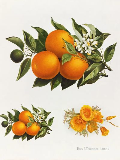 Oranges poppies (1895), vintage fruit. poster print