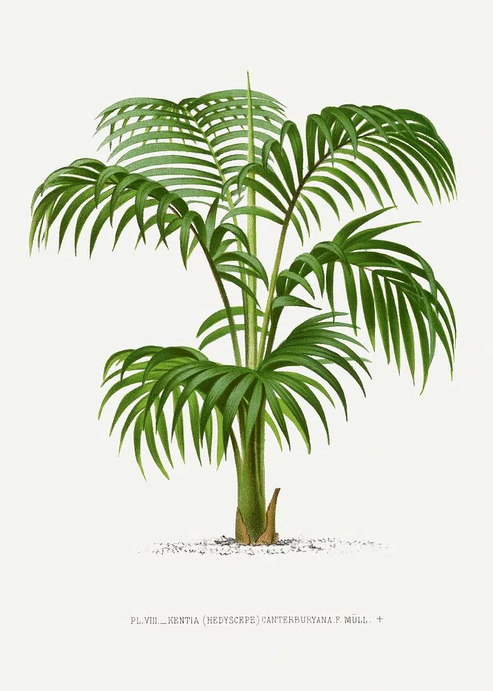 Vintage palm tree illustration. Digitally. poster detail