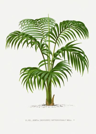 Vintage palm tree illustration. Digitally.