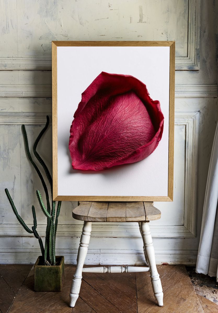 Crimson Rose Petal Photography Poster. — room view 1