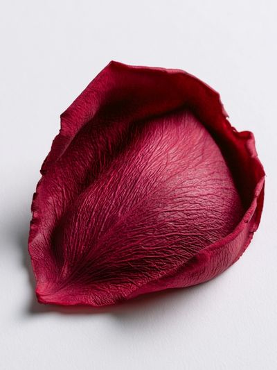 Crimson Rose Petal Photography Poster.