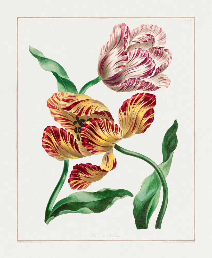 Various Tulips (1791) high resolution. poster detail