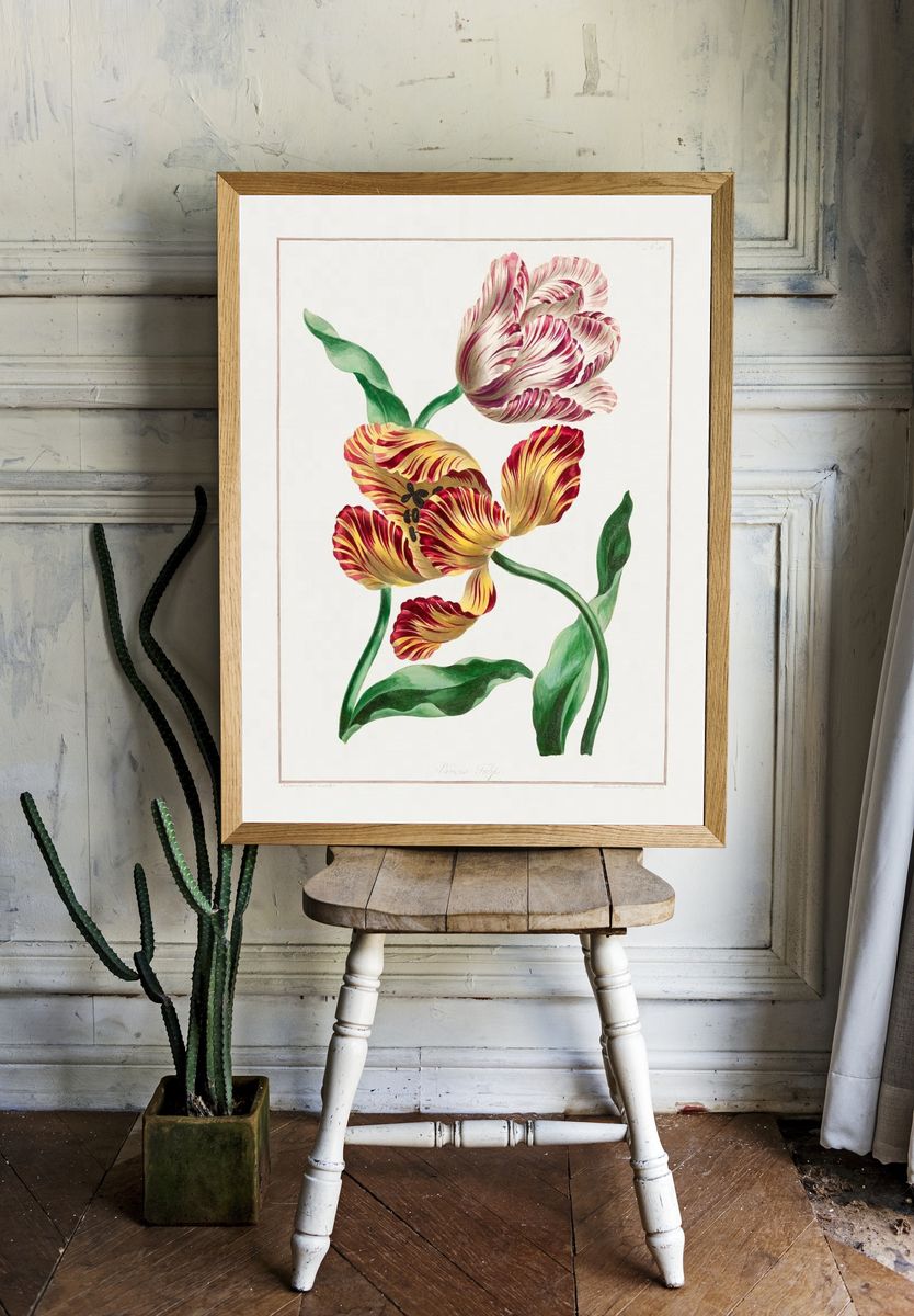 Various Tulips (1791) high resolution. — room view 1