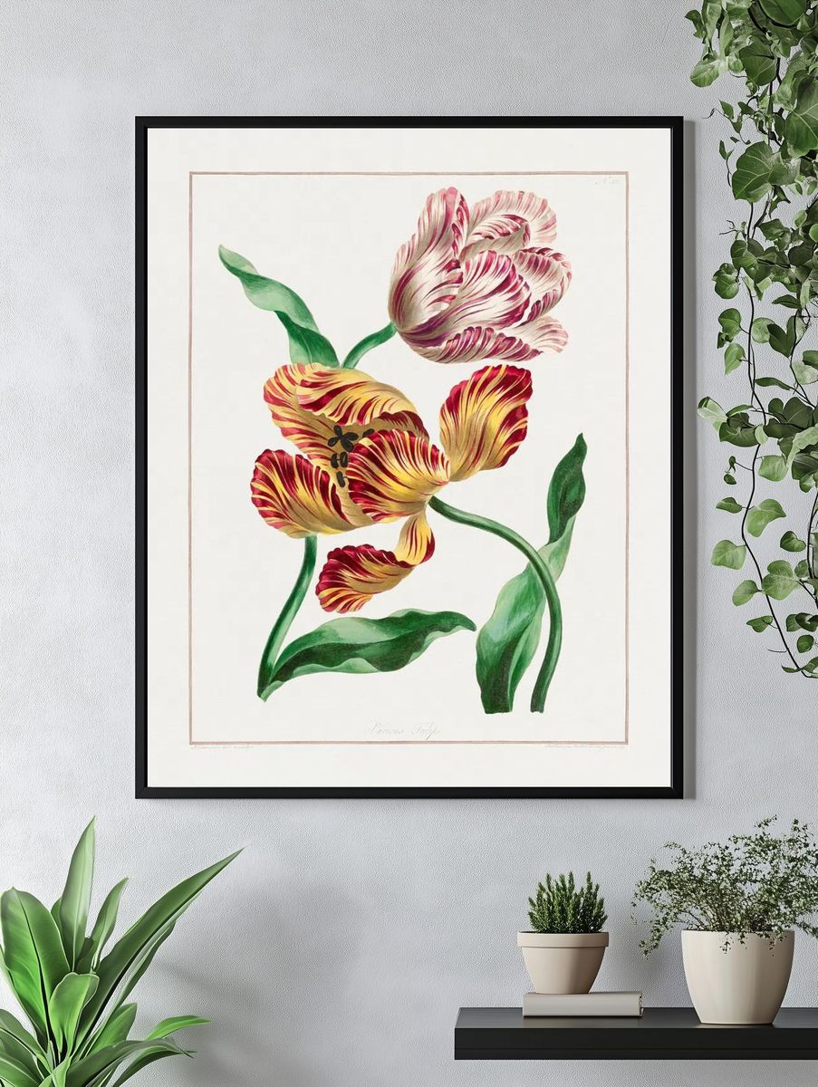 Various Tulips (1791) high resolution. — room view 4