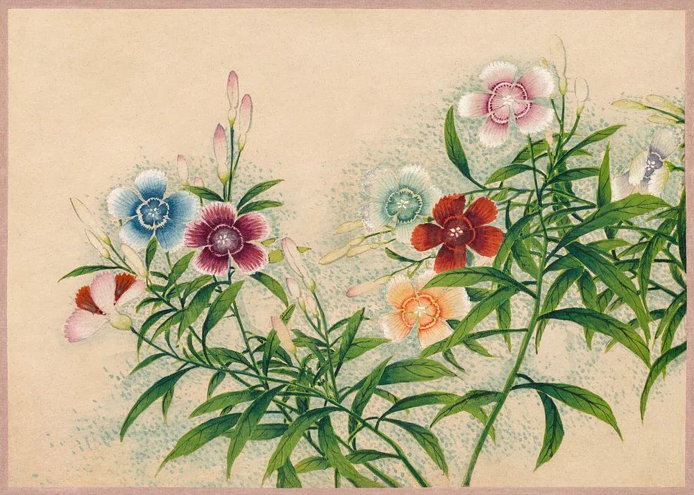 Pinks (18th Century) painting high. poster — botanical art