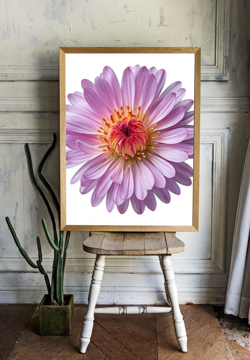 Pink Dahlia Bloom Botanical Print. room preview