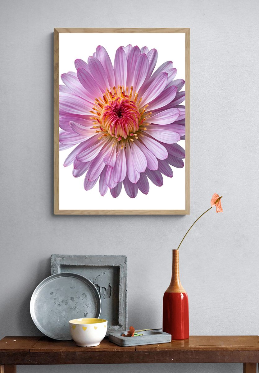Pink Dahlia Bloom Botanical Print. — room view 3