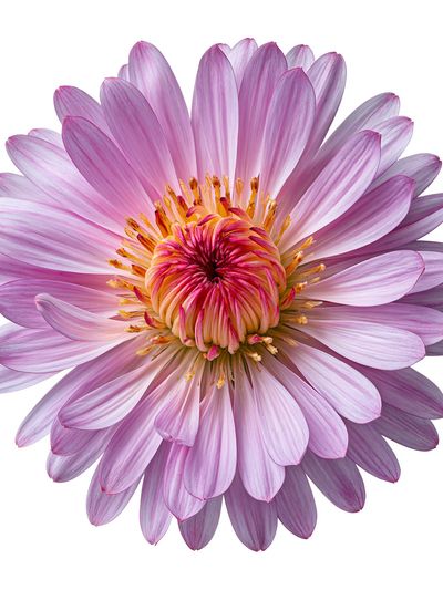 Pink Dahlia Bloom Botanical Print. poster