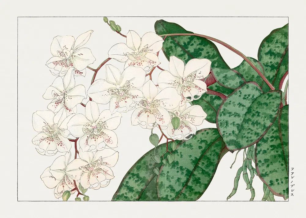 Orchid Botanical Print. poster — botanical art